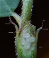  Pyxidium L.S.